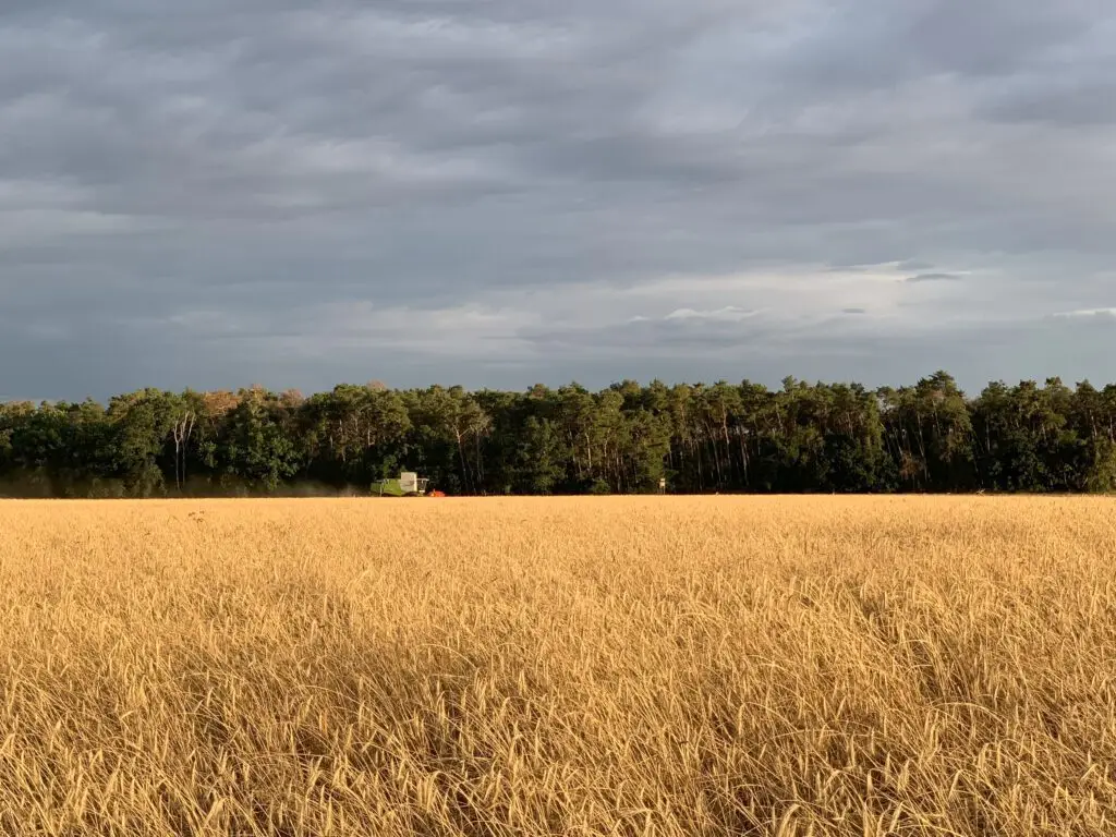 Getreidefeld mit Mähdrescher