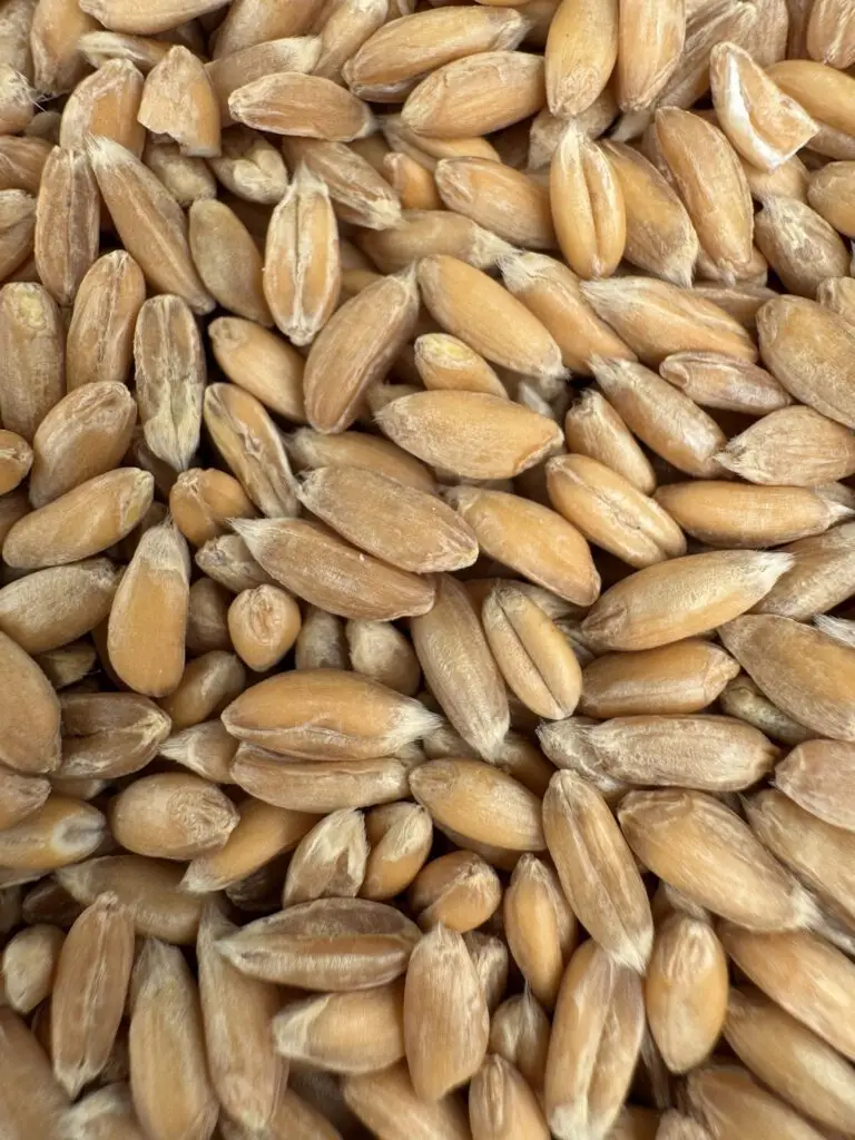 Dinkel geschält